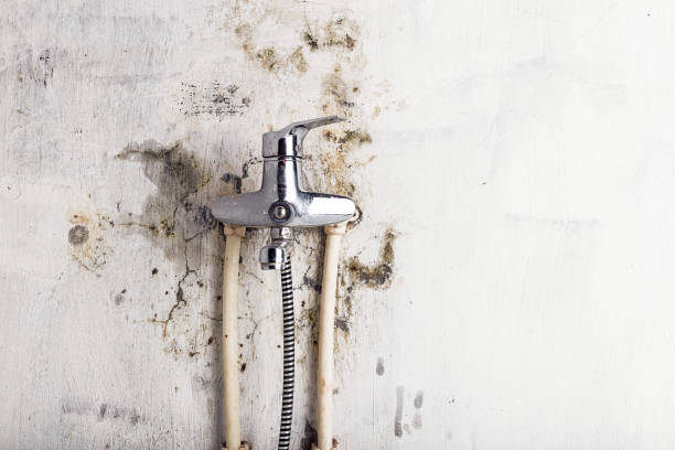 Best Professional Mold Removal  in Lafayette, OR