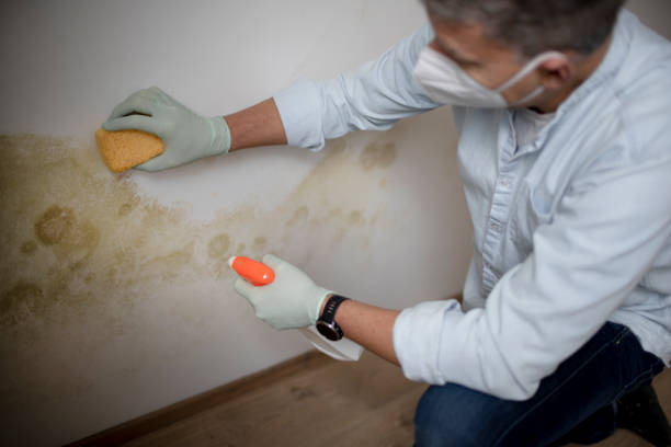 Best Emergency Mold Removal  in Lafayette, OR