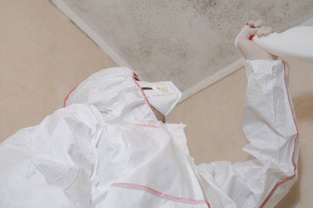 Attic Mold Removal in Lafayette, OR