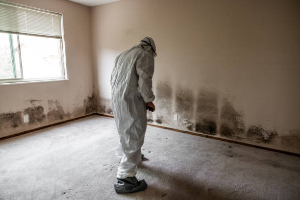 Certified Mold Removal in Lafayette, OR
