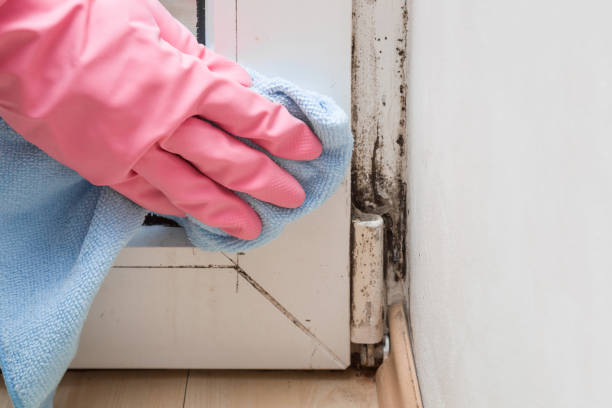 Best Local Mold Removal Service  in Lafayette, OR