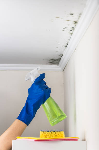 Lafayette, OR Mold Removal Company