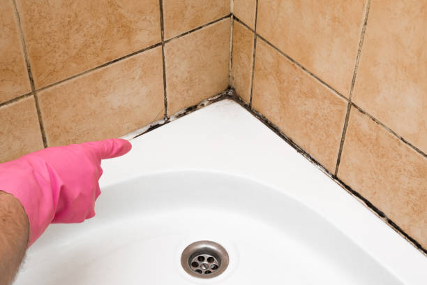 Mold Testing and Removal in Lafayette, OR