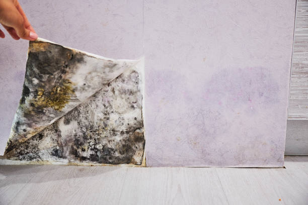 Best Best Mold Removal Companies  in Lafayette, OR